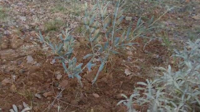 plantations a Montjoie смотреть онлайн