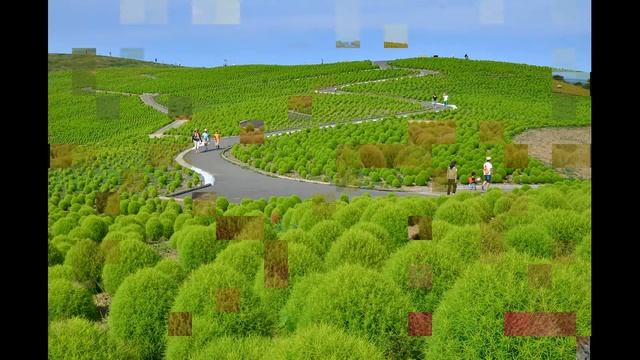 "Япония. Парк Хитачи". Авторы: Головкова С., Бузина А. смотреть онлайн