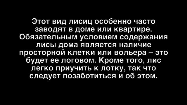 ДОМАШНЯЯ ЛИСА РУЧНЫЕ ЛИСЫ ВИДЫ ДОМАШНИХ ЛИСИЦ КАК ЗАВЕСТИ ЛИСУ ДОМА И ПРИУЧИТЬ ЕЕ К ЛОТКУ смотреть онлайн