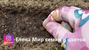 ПОСАДКА ЦВЕТОВ СЕМЕНАМИ в открытый грунт. Все тонкости посева многолетних и однолетних цветов.