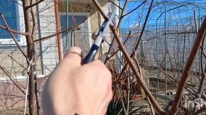 Первая обрезка хурмы, учебно - испытательная