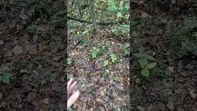 как найти ежевику в лесу и определить её смотреть онлайн