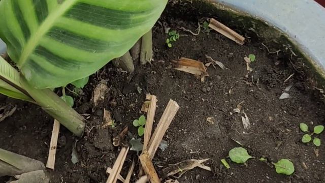 How to care and propagate Calathea Zebrina || Beautiful indoor and balcony plant || #calatheacare смотреть онлайн