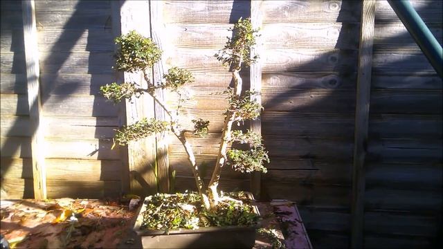 Lonicera Nitida As Bonsai Nov 2022