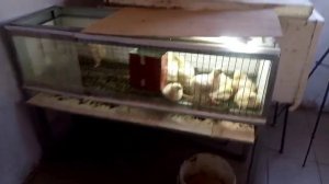 Чем кормлю гусят , утят , цыплят . Пропойка для бройлера .