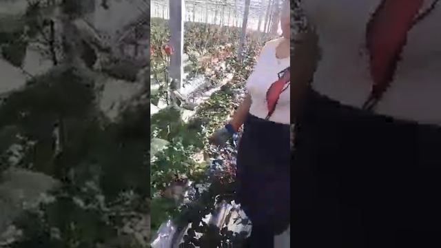 КЦХ Флорентика. Meros Group. смотреть онлайн