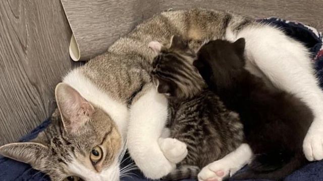 A Stray Cat and Her Two Kittens Were Brought to the Shelter смотреть онлайн