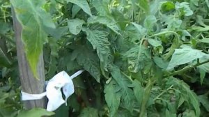 Томат DSA гном. Созревание плодов.