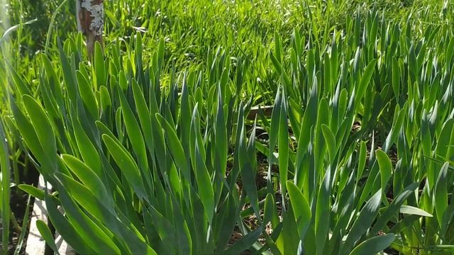 ЛУК ( СОРТА) МНОГОЛЕТНИЙ НА НАШЕМ УЧАСТКЕ смотреть онлайн