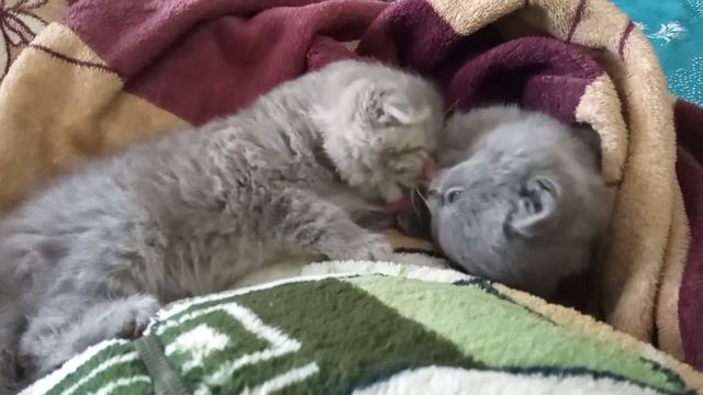 Котята мурлыкают колыбельную. смотреть онлайн