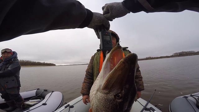 Парабель. Осенняя рыбалка на Оби. Октябрь 2022. Часть вторая. смотреть онлайн
