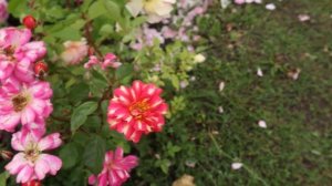 ТОП - Самые устойчивые к дождю розы - Амаретто 2018 год, Арт Нуво, Ла Вилла Котта, Эмильен Гийо!