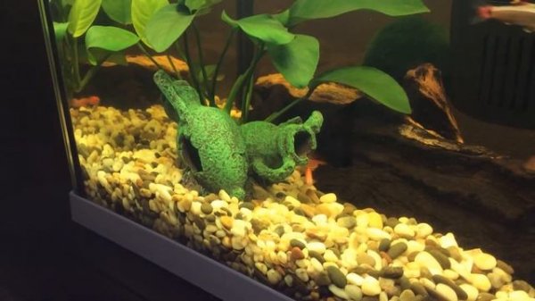 Брачные игры DANIO