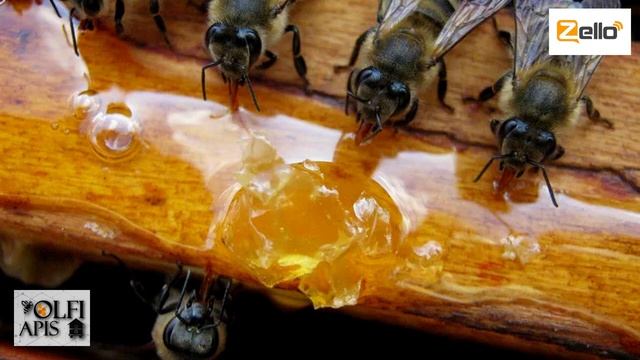 #Рахматулин Д.К. Глюкозно-фруктозный сироп (ГФС) или сахар смотреть онлайн