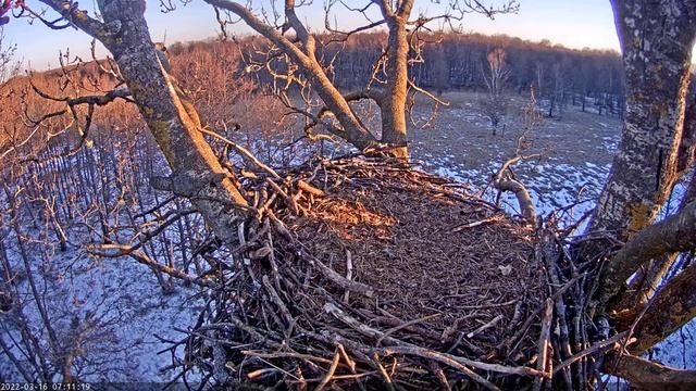 А dispute between males for territory. 16/03/22 7:09 - 7:15 смотреть онлайн