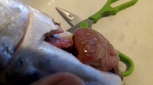 Глисты в скумбрии? Или паразиты?