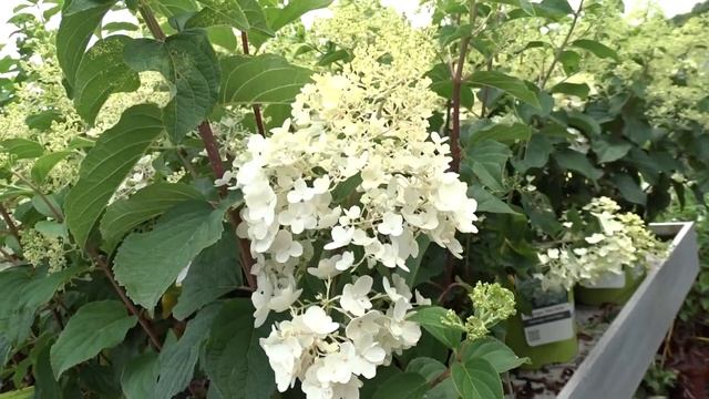 Hydrangea paniculata ´Silver Dollar´ смотреть онлайн