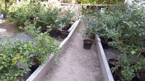 Как зимует голубика в контейнерах.