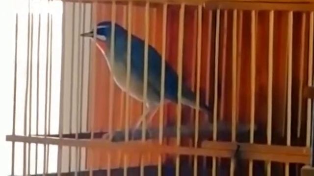 Соловей красношейка. смотреть онлайн