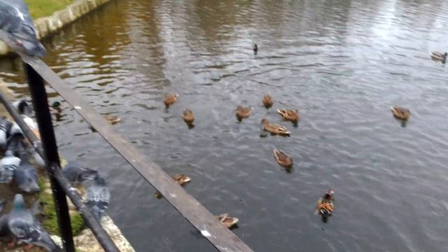 Утка-мандаринка в Архангельске смотреть онлайн