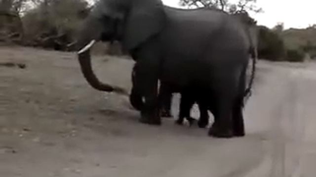 слон чихнул смотреть онлайн