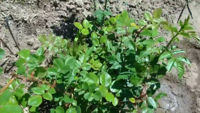 Подкормка РОЗ перед цветением. смотреть онлайн