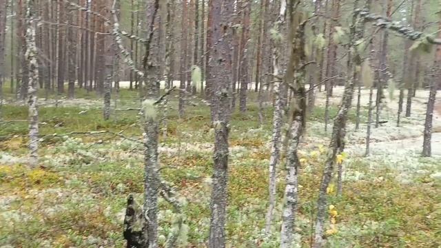 Последние деньки#жальуходитгрибнаяпора# смотреть онлайн