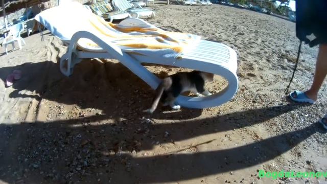 Зверь в каждом Egypt / (sjcam sj 4000 plus) 2 k смотреть онлайн