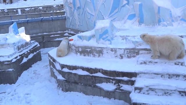 Мишки делят нажитое имущество ❤ смотреть онлайн