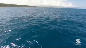 Киты напали на человека. Кит гигант атакует. Что будет если кит съест человека . Катастрофа в океан