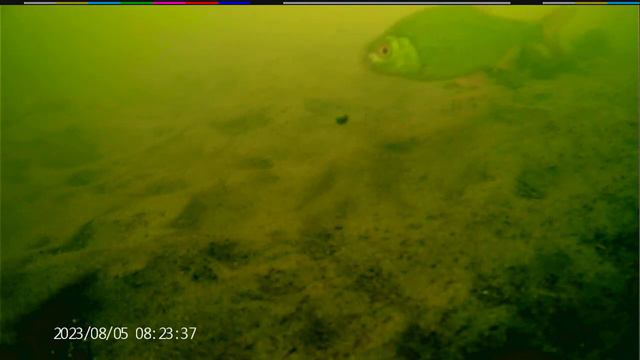 Поклёвка плотвы под водой, река Пехорка, Подмосковье, насадка опарыш. Fishing смотреть онлайн