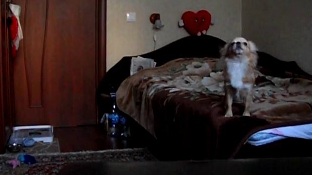 чишка воет смотреть онлайн