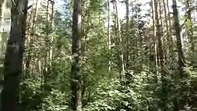 утро в сосновом бору смотреть онлайн