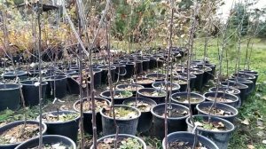 Когда лучше САДИТЬ ЯБЛОНИ ВЕСНОЙ ИЛИ ОСЕНЬЮ? ФОРМИРУЕМ КРОНУ СМОЛОДУ!