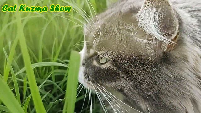 Травоядный кот Кузьма и красивая бабочка смотреть онлайн