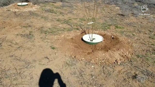 #15 The one where we started our Orchard in Arizona with Groasis waterboxx смотреть онлайн
