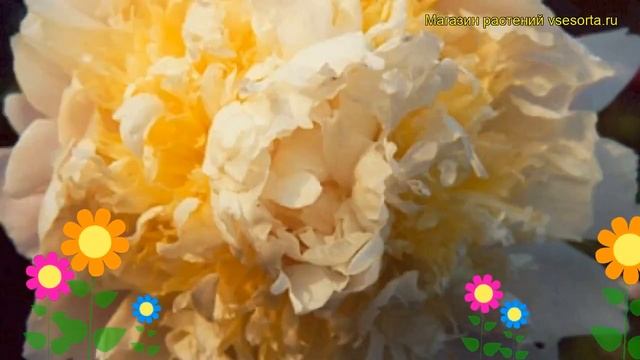 Пион молочноцветковый Чеддер Чиз. Краткий обзор, описание paeonia lactiflora Cheddar Cheese смотреть онлайн