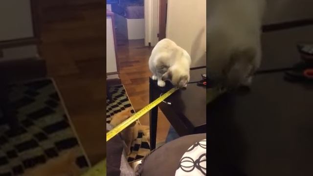 Lambkin cat смотреть онлайн