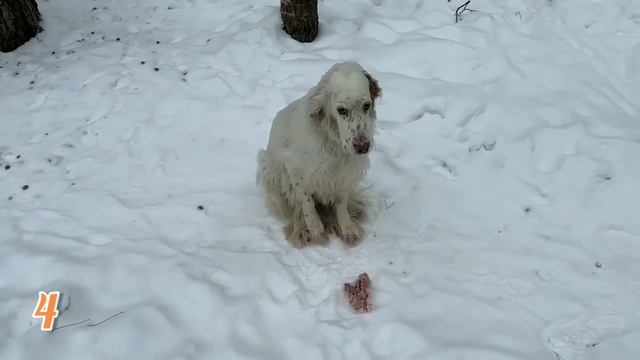 ЛИСЯО. Алиса - Лиса. Вредная красота