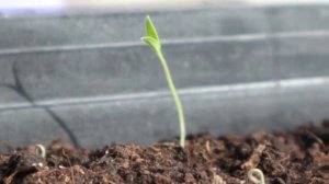 ЗОЛА! Какие растения нельзя удобрять древесной золой