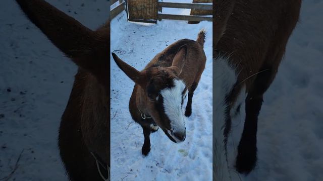 Какой витамин нужно колоть козам? 🦙 Смотрим 🤔 смотреть онлайн