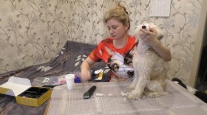 Как постричь собаку в домашних условиях. Тестирую машинку для стрижки собак Major Dog Hunfrise H22