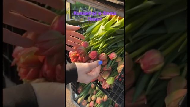 Сборка пионовидных тюльпанов #выгонкатюльпанов #тюльпаны #тюльпаны8марта смотреть онлайн