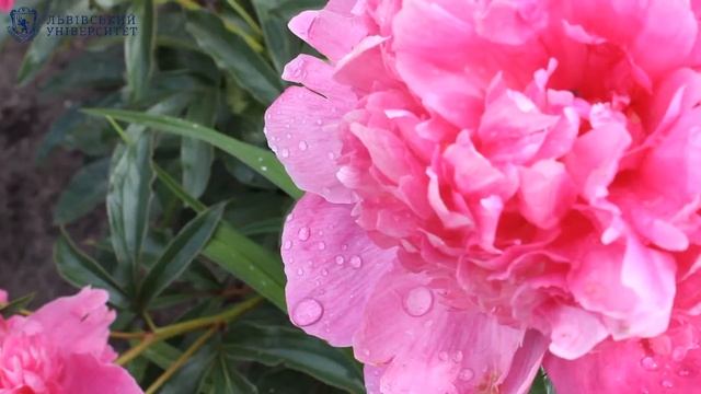 Барви літа у Ботанічному саду Львівського університету. Колекція "Півонії" смотреть онлайн