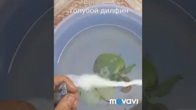 Голубой дельфин смотреть онлайн