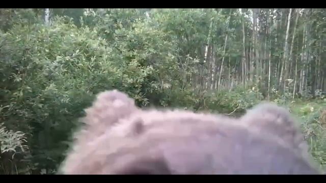 Банда медведей сломала фотоловушку в лесу Тюменской области. смотреть онлайн