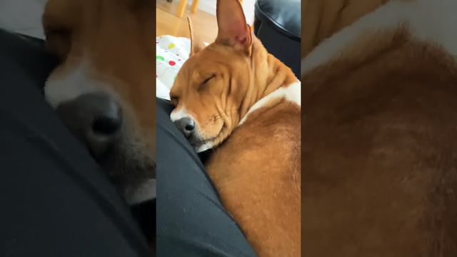 Basenji sleeping #1 смотреть онлайн