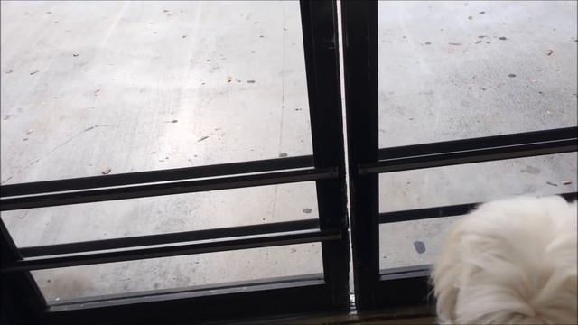 Shopping with my dog, Pet stroller, coton de tulear I Lorentix смотреть онлайн