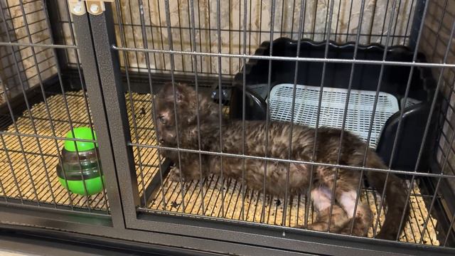 Спасённая пантера УЧИТСЯ ЗАНОВО ХОДИТЬ! У неё РАССОСАЛИСЬ СУСТАВЫ! Ждём, когда появятся силы ГУЛЯТЬ смотреть онлайн