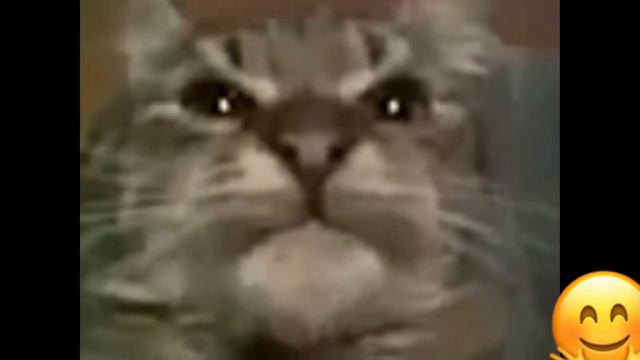 Легендарный мем:«Кит,ты маму мав»? - в оригинальном виде.-(видео) смотреть онлайн